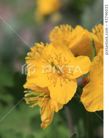 Xasanow的花朵 43746035