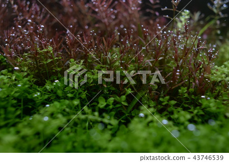 Aquatic aquarium New large pearl glass and rotara hra Aquatic aquarium New large pearl glass and rotara hra 43746539