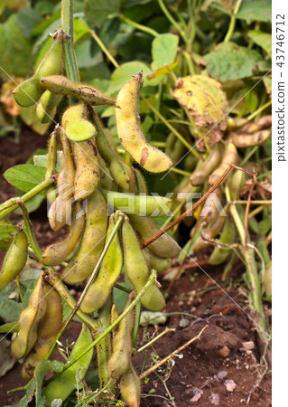 Iyukoro soybeans Iyukoro soybeans 43746712