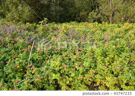 Wild rose bushes. Wild rose bushes. 43747235