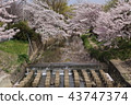 Cherry blossoms at Nara Sado River 43747374