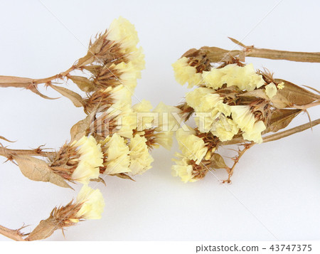 Dry flowers isolated.Natural subject. 43747375