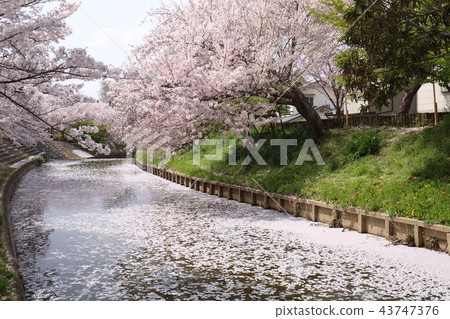 奈良佐渡河的櫻花 43747376