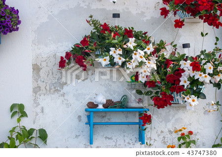 Bright flowers against white textured wall 43747380