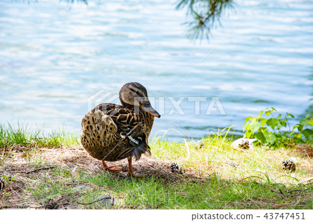 Waterside ducks 43747451