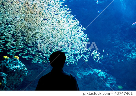 Aquarium fish flock adults Aquarium fish flock adults 43747461