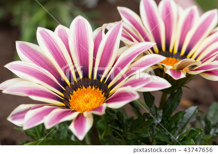 Gazania Gazania 43747656