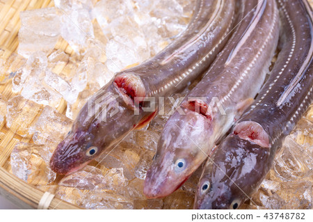 海鰻主動期限 43748782