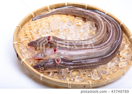Anago Anago 43748789