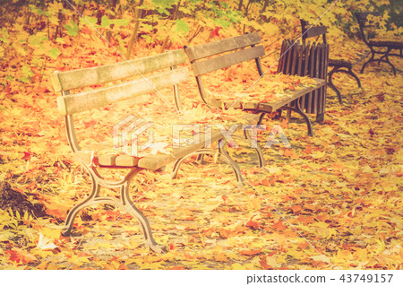 road in autumn park 43749157