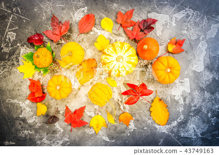 Harvest of pumpkins Harvest of pumpkins 43749163