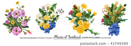 Scottish wild plants boutonniere 43749399