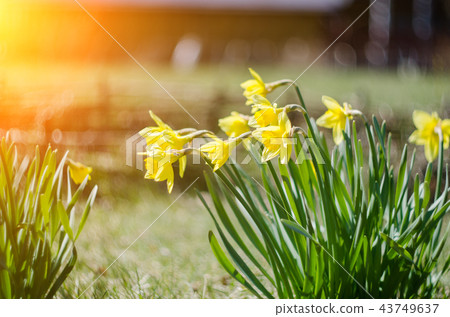 Yellow blooming daffodil with water drops. 43749637