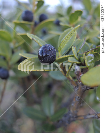 Fruit of rainy season 43750574