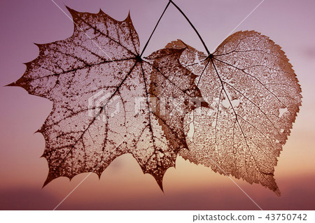 Autumn transparent skeleton leaves background Autumn transparent skeleton leaves background 43750742