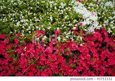 Kirishima azalea 3 43751532