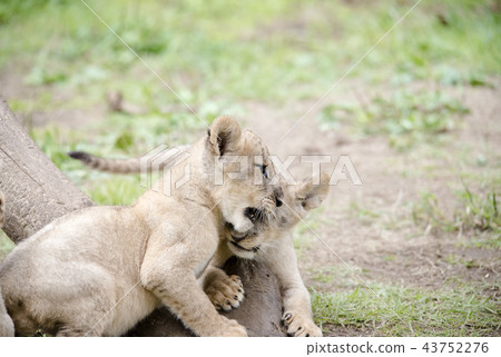 Lion LION 43752276