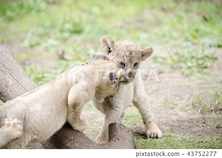 Lion LION Lion LION 43752277