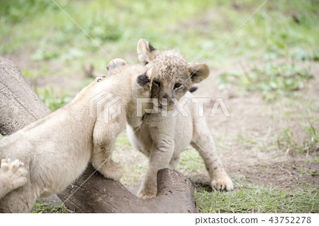 Lion LION Lion LION 43752278
