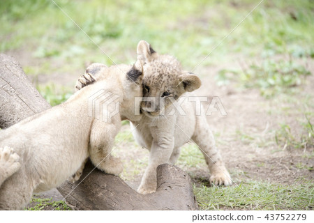 Lion LION Lion LION 43752279