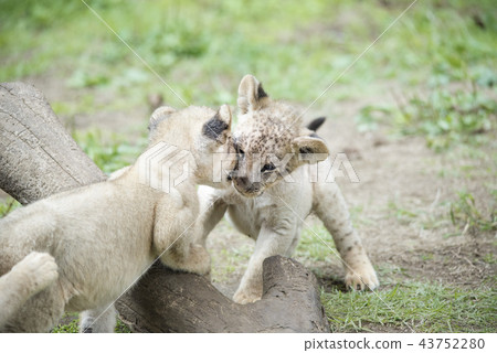 Lion LION Lion LION 43752280
