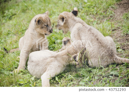 Lion LION 43752293