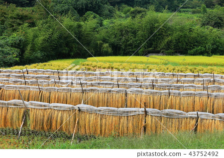 Autumn village forest Inari rice drying Rice cultivation 43752492