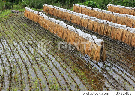 Autumn village forest Inari dried rice fields Rice terraces 43752493