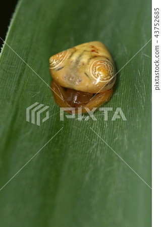 生物蜘蛛Otorinofundamasi,雌性,大小超過1厘米。似乎雄性約2毫米 生物蜘蛛Otorinofundamasi,雌性,大小超過1厘米。似乎雄性約2毫米 43752685