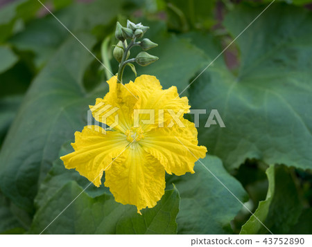 Male flower of raspberry 43752890