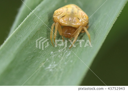 Creatures Otorino Fundamesi, a body with a sense of body luster. Characterized by two complex swirls 43752943