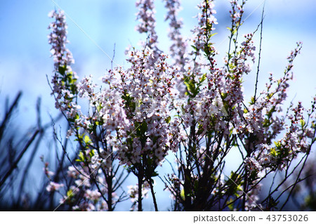 紅花Yukinoshita花 紅花Yukinoshita花 43753026