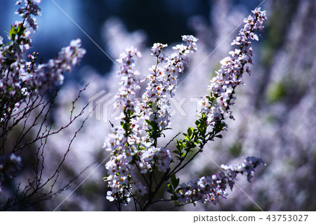 Safflower Yukinoshita flower Safflower Yukinoshita flower 43753027