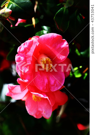 Rose flower 43753041