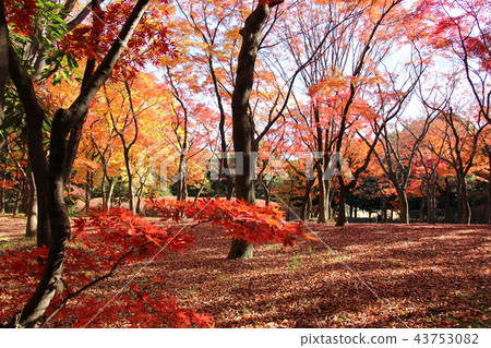 Colored leaves park Colored leaves park 43753082