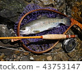 Yamame抓住了飛蠅釣 43753147