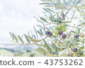 Olive fruit 43753262