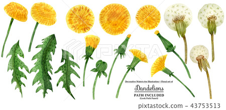 Watercolor dandelion flowers and leaves Watercolor dandelion flowers and leaves 43753513