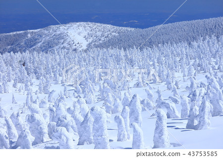 Zao冰群在晴朗的天氣下 43753585