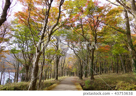 在湖邊寵愛的庭院的秋葉 43753638