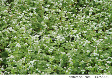 盛開的蕎麥田 盛開的蕎麥田 43753650