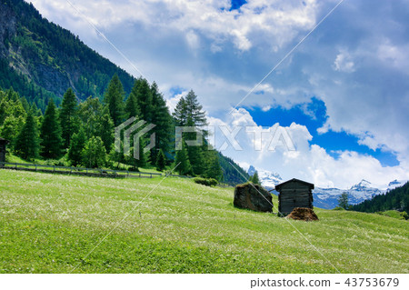 The Alpine Prairie 43753679