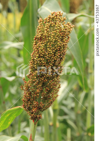 Sorghum grain Sorghum grain 43753867