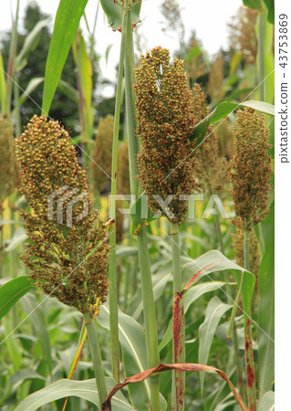 Sorghum grain Sorghum grain 43753869