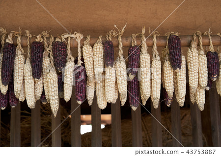 Dry corn traditionally 43753887