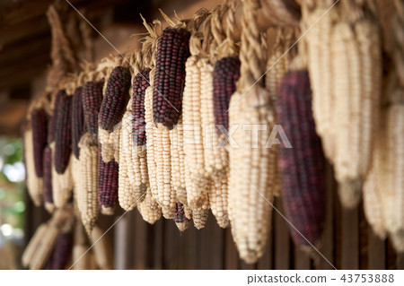 Dry corn traditionally 43753888