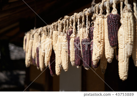 Dry corn traditionally 43753889