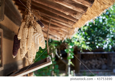 Dry corn traditionally 43753890