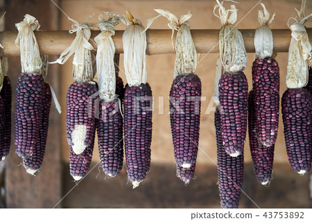 Dry corn traditionally 43753892
