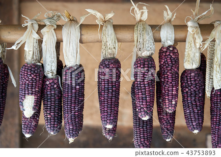 Dry corn traditionally 43753893